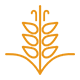 Sorghum